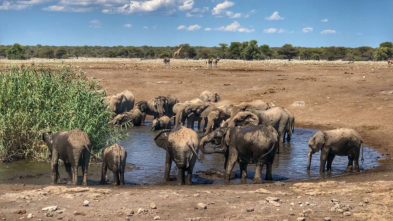 Emanya-@-Etosha-Waterhole-Elephants