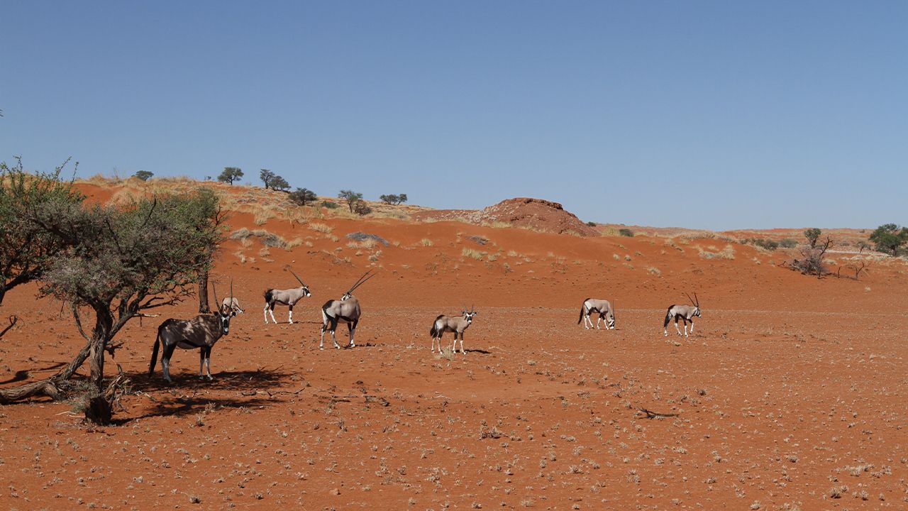 Namib-Dune-Star-Camp-Gondwana-Desert-Wildlife