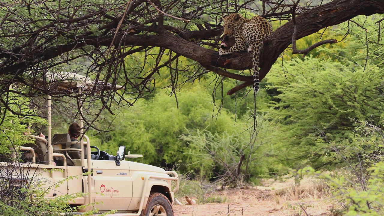 Okonjima-Bush-Suite-Game-Drive-Leopard