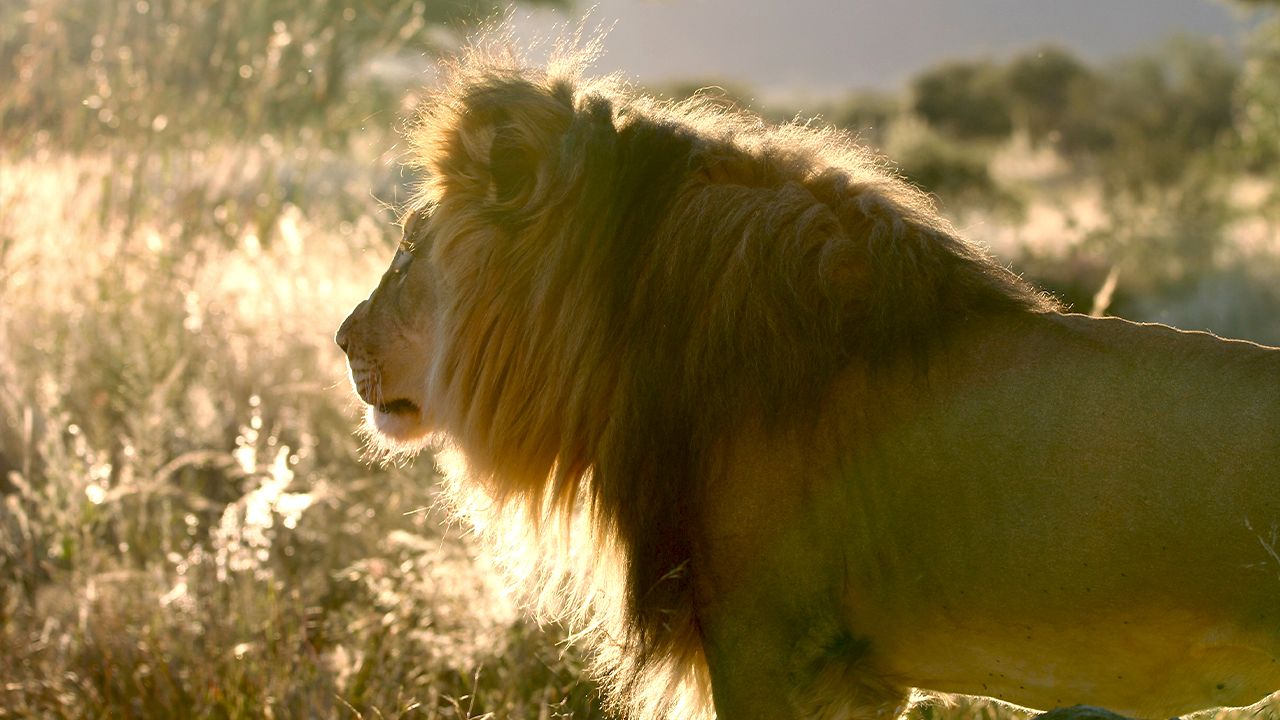 Okonjima-Bush-Suite-Game-Drive-Lion