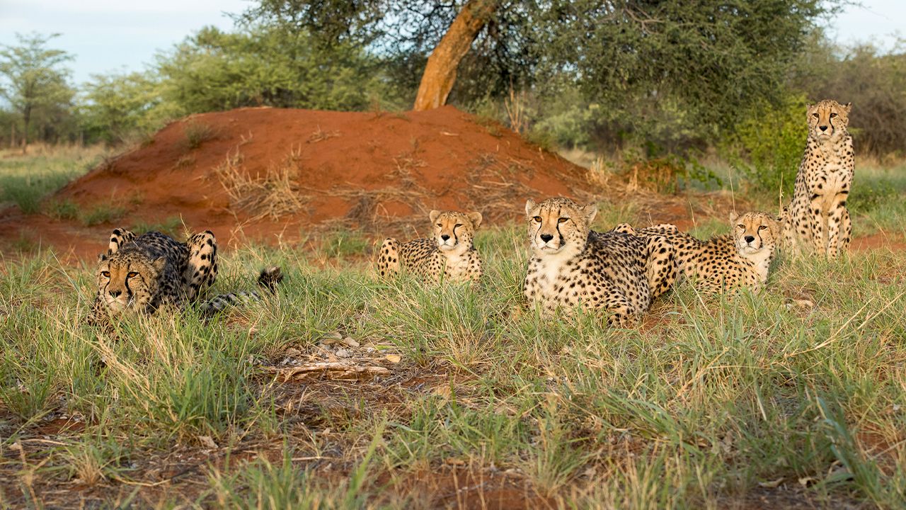 Okonjima-Plains-Camp-Game-Drive-Cheetah-Family