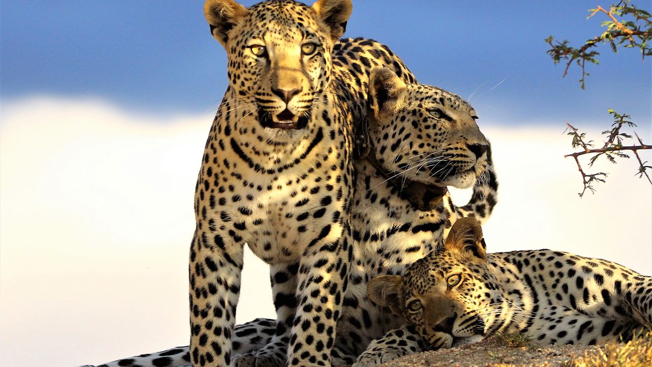 Okonjima-Villa-Game-Drive-Leopards