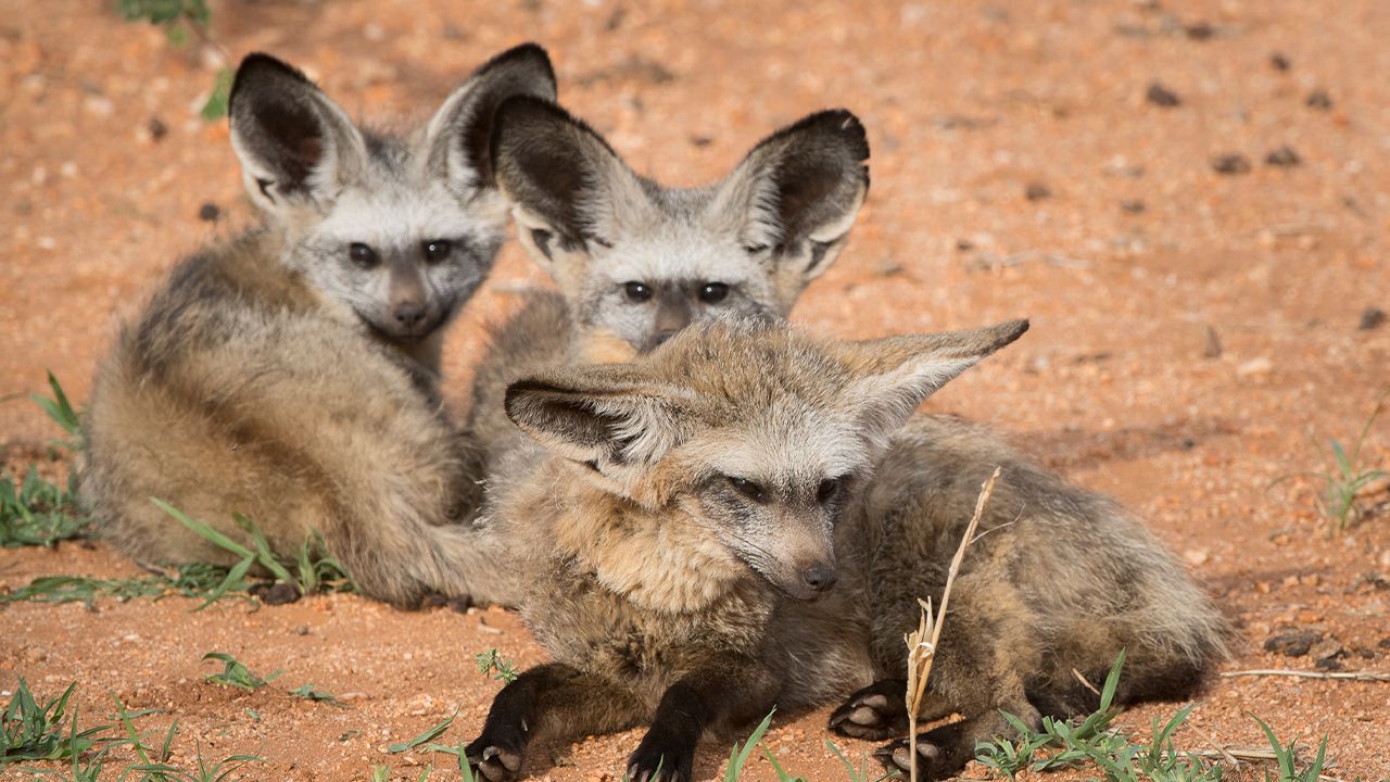 Okonjimas-Omboroko-Campsite-Bat-Eared-Foxes