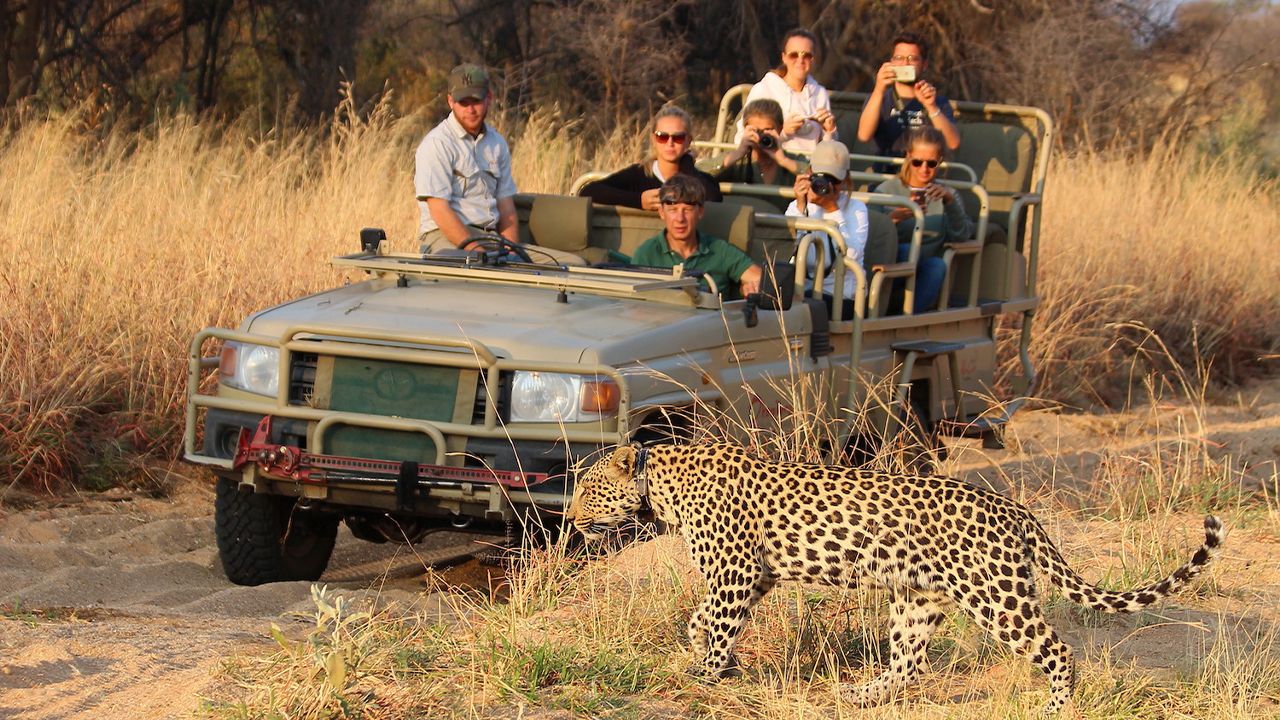 Okonjimas-Omboroko-Campsite-Game-Drive-Leopard