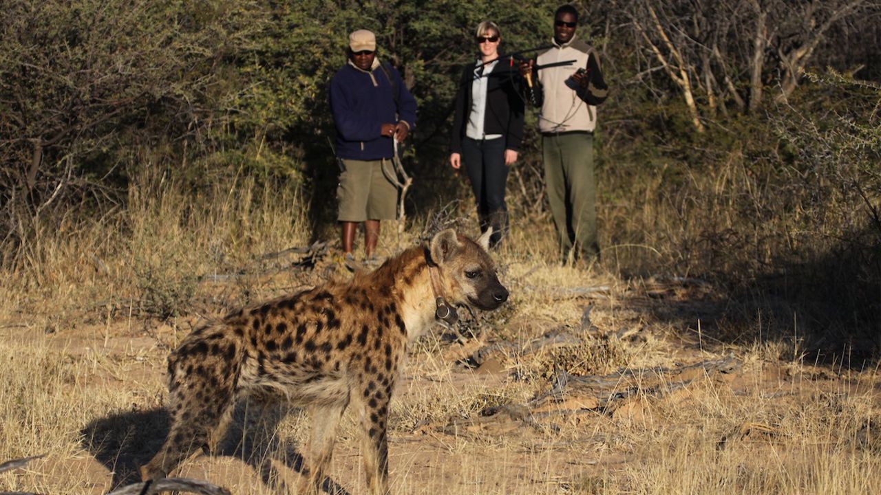 Okonjimas-Omboroko-Campsite-Guided-Walk-Hyena