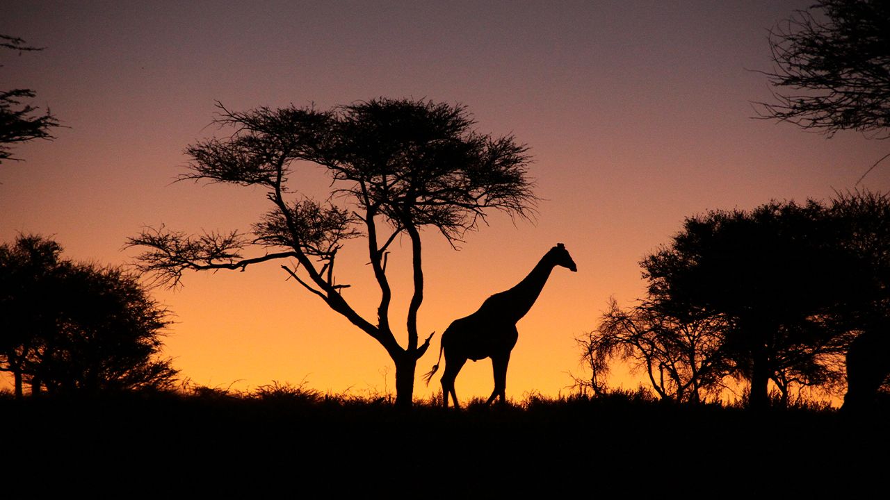 Okonjimas-Omboroko-Campsite-Sunset-Giraffe