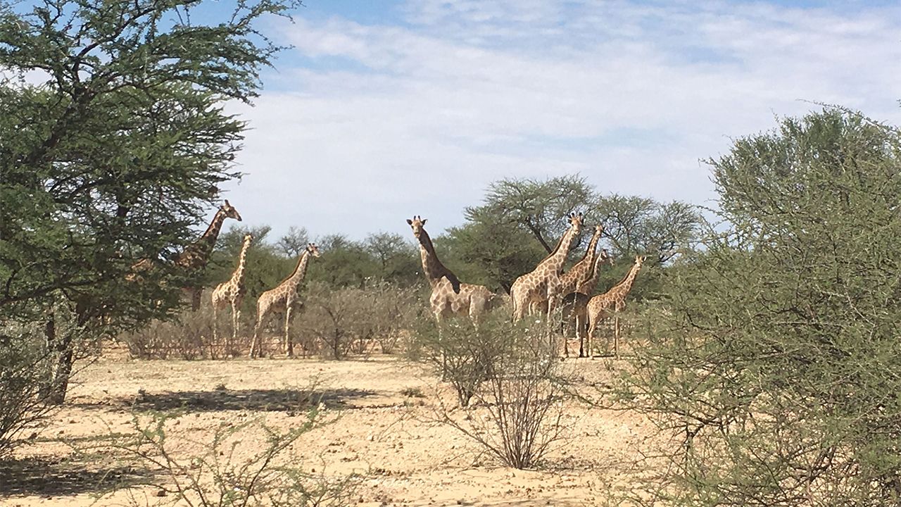 Omaruru-Game-Lodge-Game-Drive-Giraffe