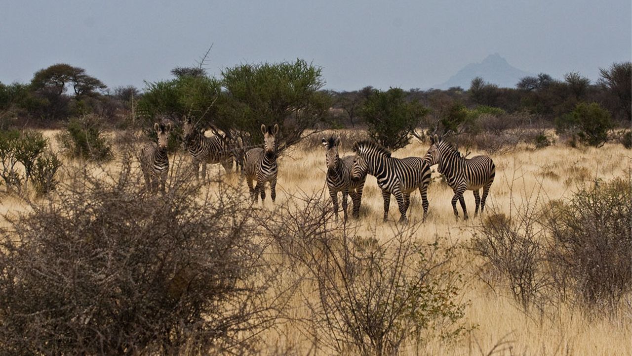 Omaruru-Game-Lodge-Game-Drive-Zebra