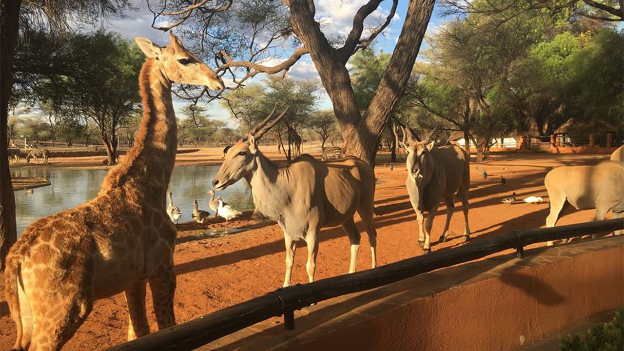 Omaruru-Game-Lodge-Wildlife