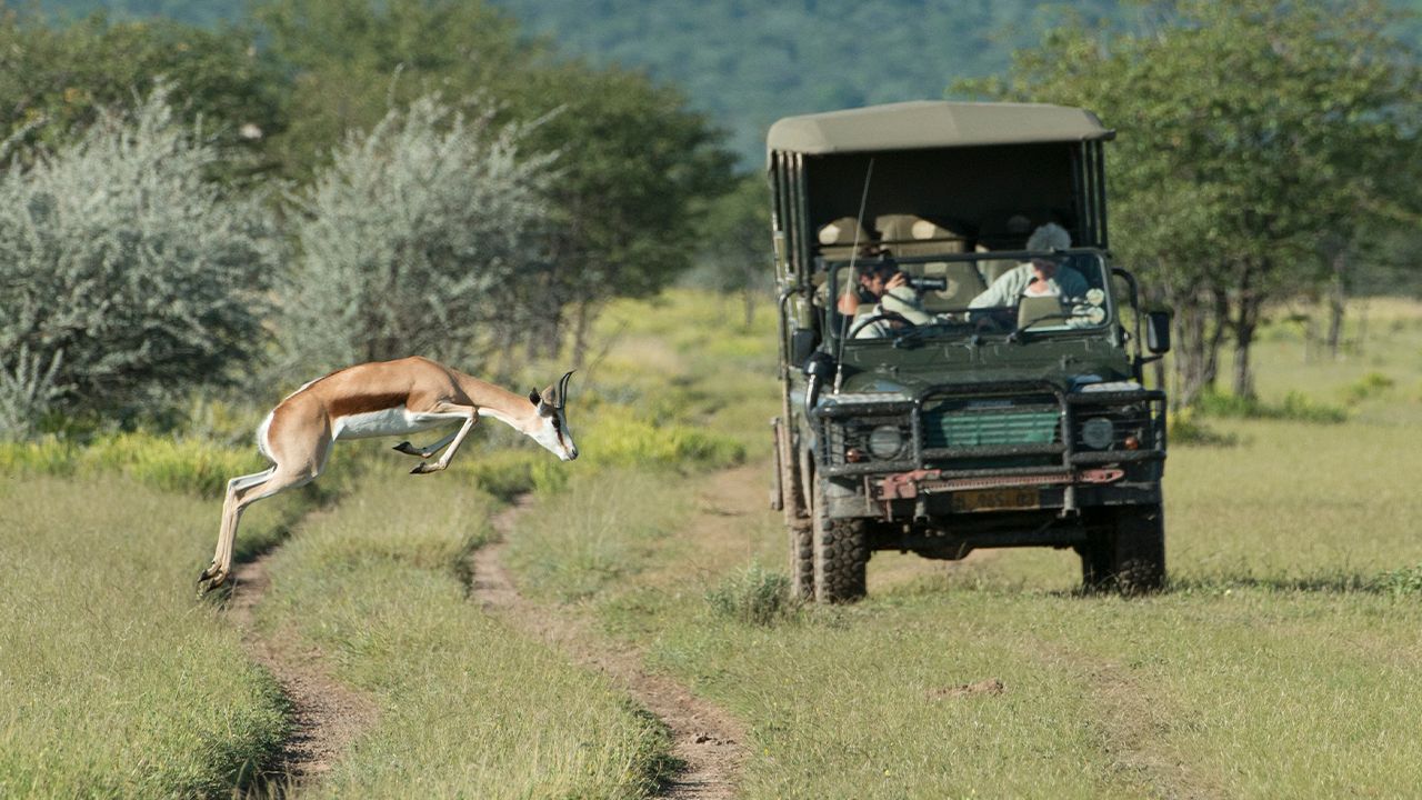 Ongava-Tented-Camp-Game-Drive-Springbok