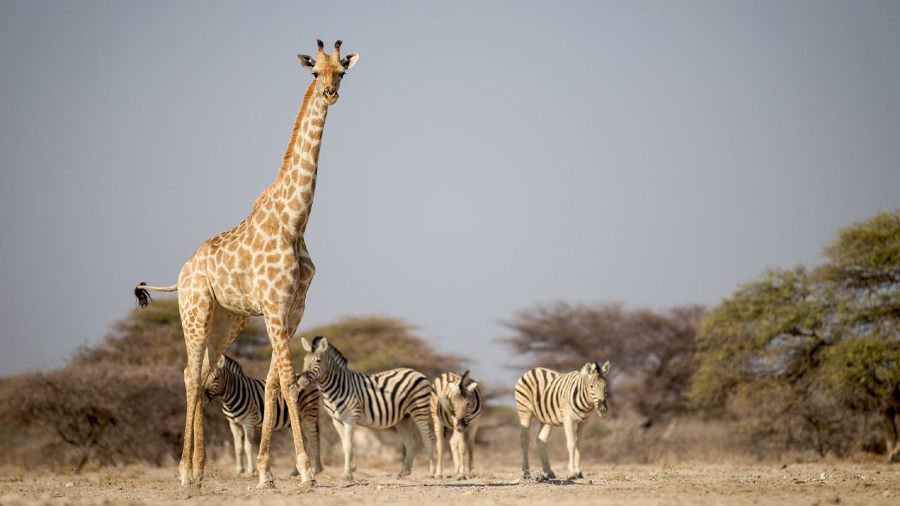 Onguma-Etosha-Aoba-Lodge-Game-Drive-Giraffe-Zebra