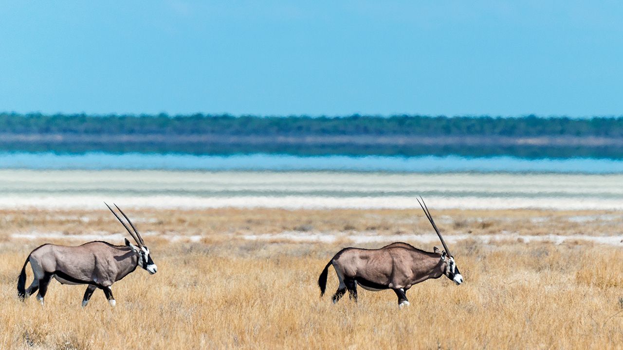 Onguma-Tented-Camp-Game-Drive-Oryx