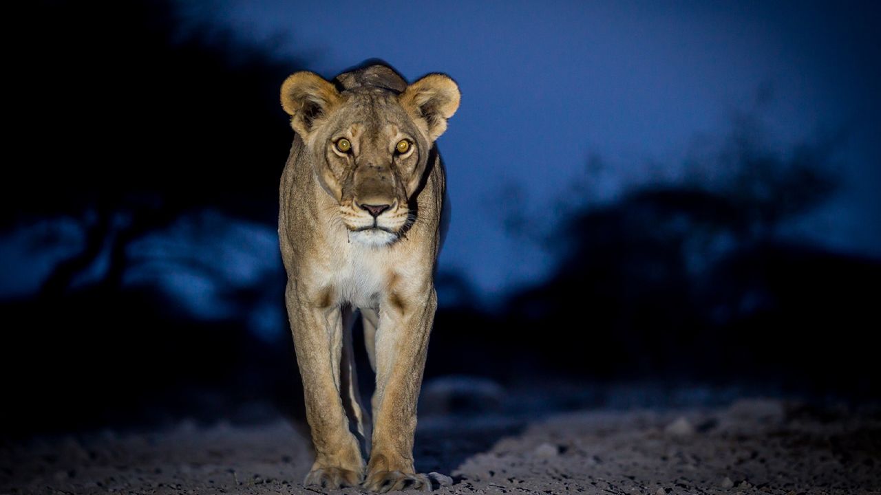 Onguma-Tented-Camp-Night-Drive-Lion