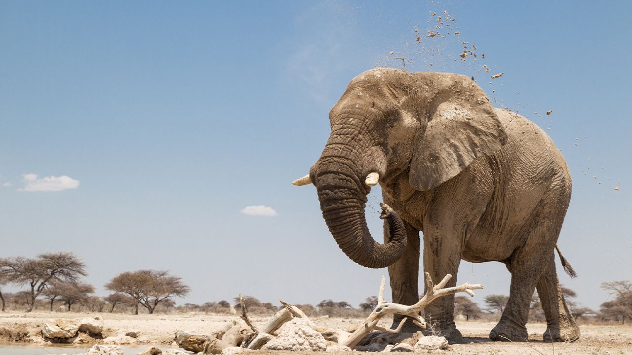 Onguma-The-Fort-Game-Drive-Elephant