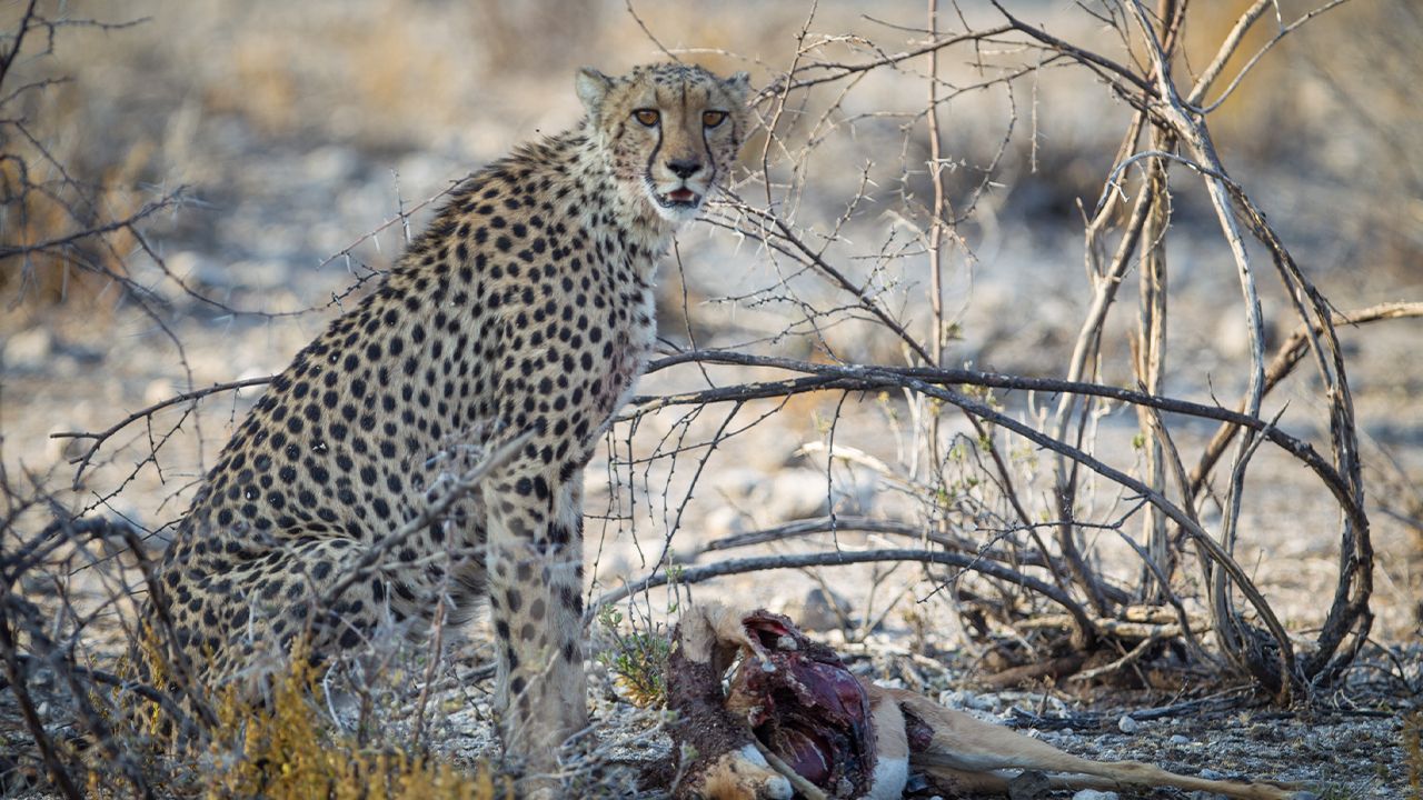 Onguma-Tree-Top-Camp-Cheetah