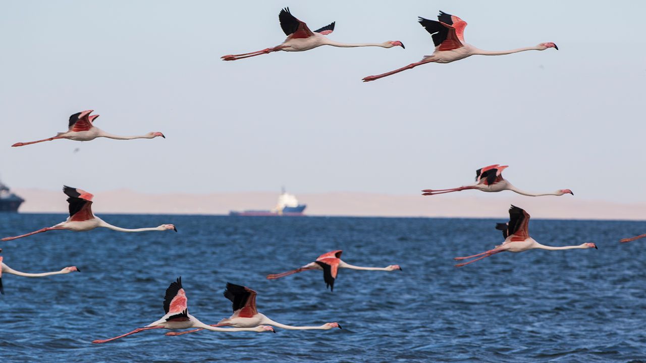 Pelican-Point-Lodge-Flamingos