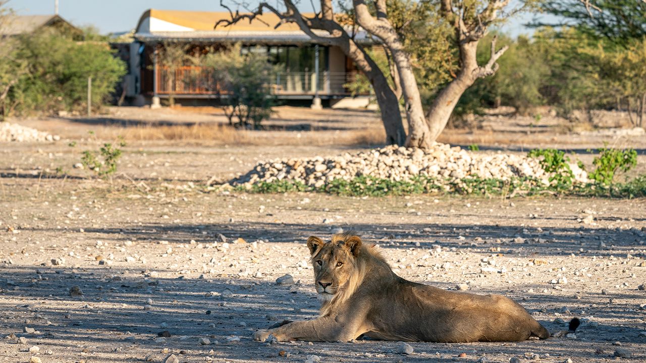 Anderssons-At-Ongava-Lion