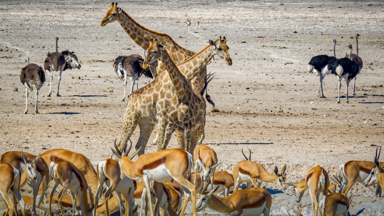 Taleni-Etosha-Village-Wildlife